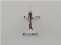 藏品(尺蠖蛾科)的圖片